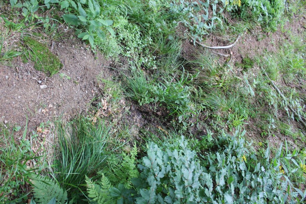 Prameň pod Predným Šiprúňom 2, Ružomberok 02