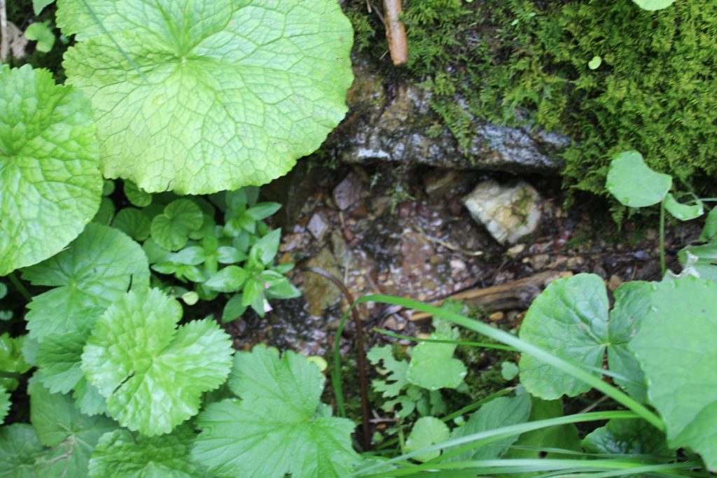 Prameň pod Vyšným Šiprúnskym sedlom 1, Ružomberok 01