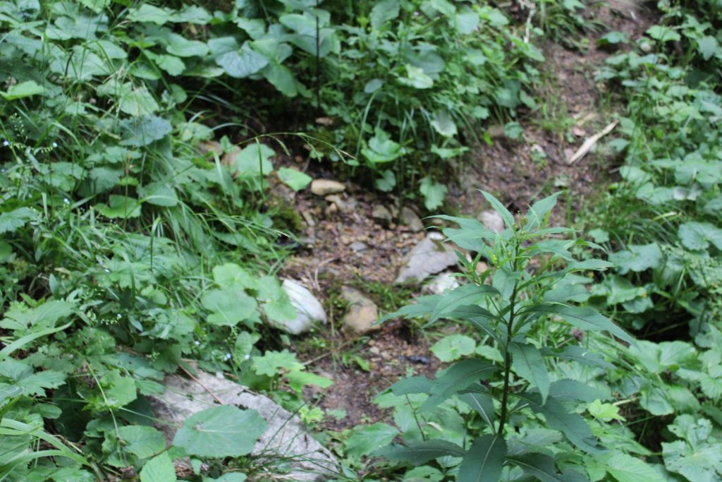 Prameň pod Vyšným Šiprúnskym sedlom 1, Ružomberok 02