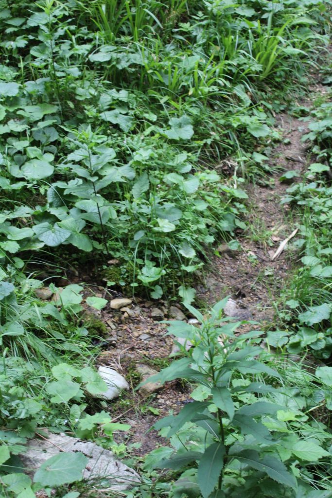 Prameň pod Vyšným Šiprúnskym sedlom 1, Ružomberok 03