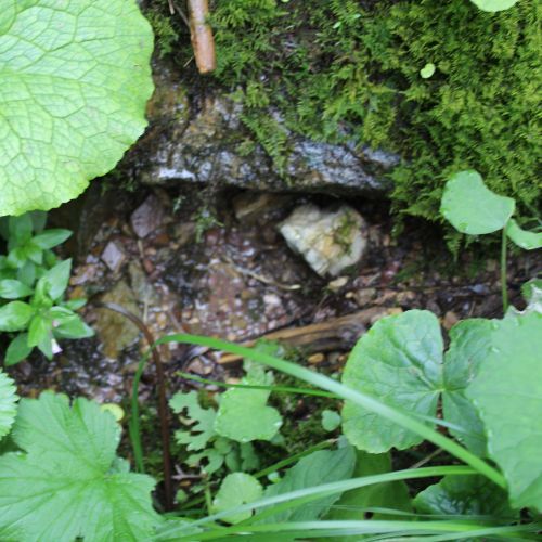 Spring below notch Vyšné Šiprúnske Sedlo (Upper Šiprúň Notch) 1, Ružomberok