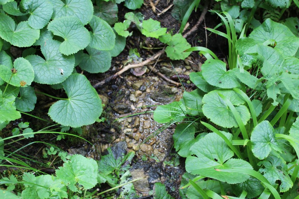 Prameň pod Vyšným Šiprúnskym sedlom 2, Ružomberok 01