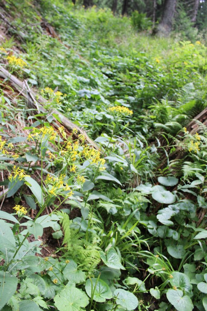 Prameň pod Vyšným Šiprúnskym sedlom 2, Ružomberok 02