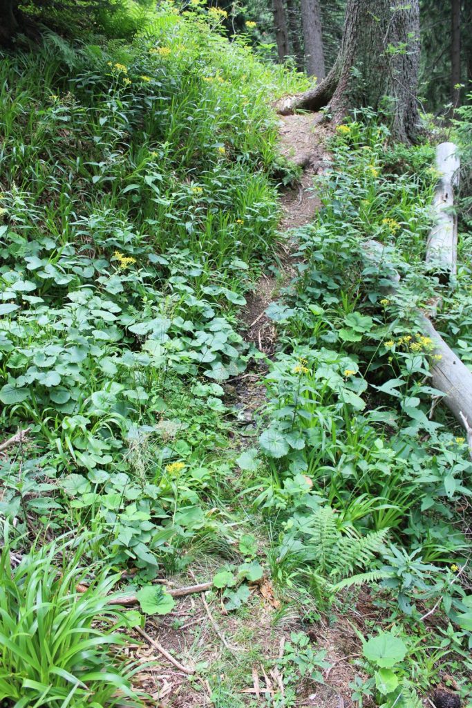 Prameň pod Vyšným Šiprúnskym sedlom 2, Ružomberok 03