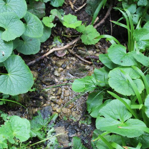 Spring below notch Vyšné Šiprúnske Sedlo (Upper Šiprúň Notch) 2, Ružomberok