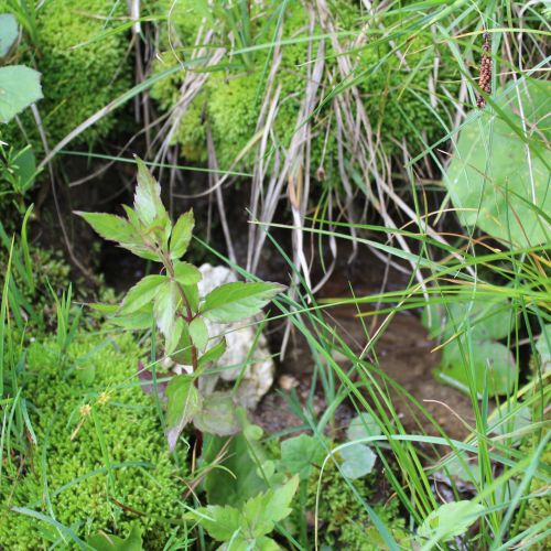 Spring below notch Kalisko 2, Černová