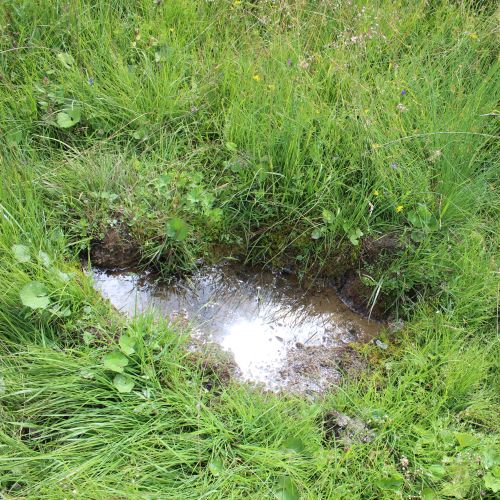 Spring below notch Kalisko, Černová