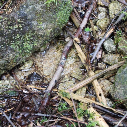 Spring by the Matejkovský Creek, Ružomberok – Nižné Matejkovo