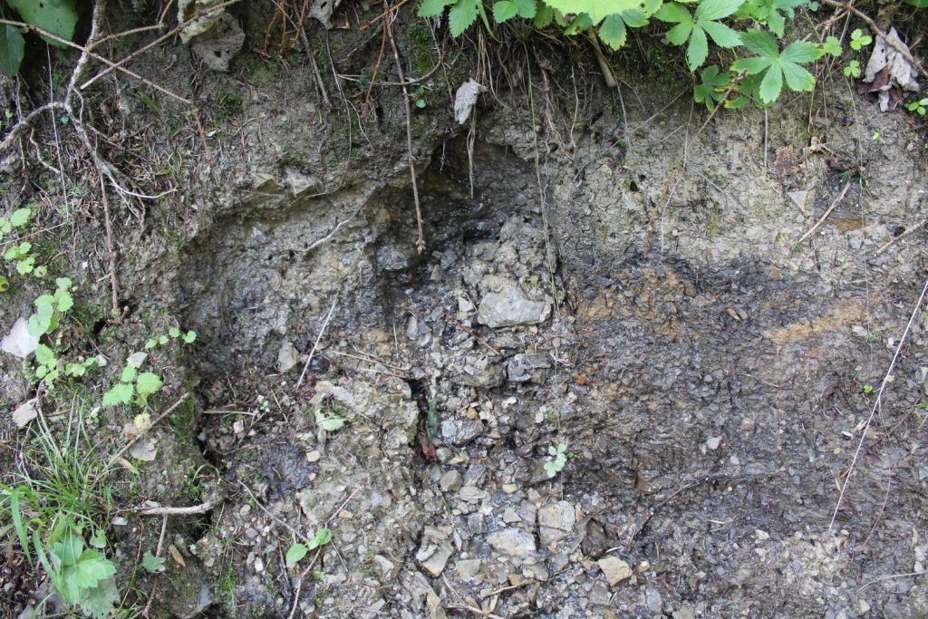 Prameň v Droždivej dolinke ľavý, Ludrovská dolina 02 Prameň v Droždivej dolinke ľavý, Ludrovská dolina 02