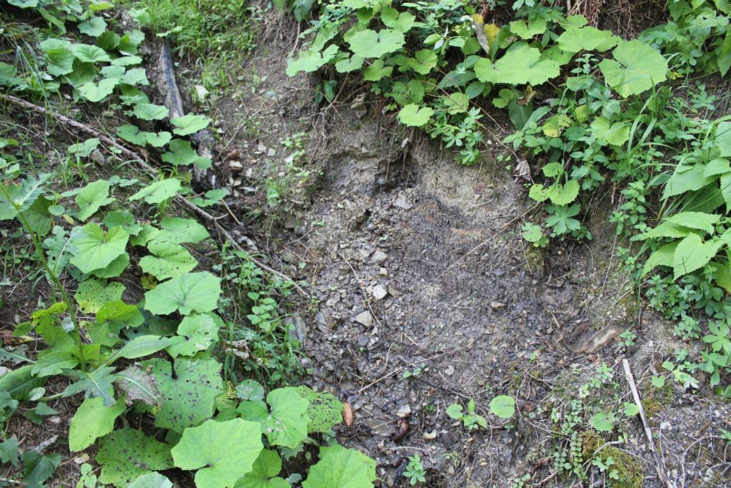 Prameň v Droždivej dolinke ľavý, Ludrovská dolina 03 Prameň v Droždivej dolinke ľavý, Ludrovská dolina 03