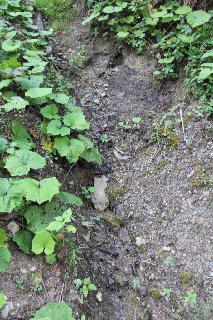 Prameň v Droždivej dolinke ľavý, Ludrovská dolina 04 Prameň v Droždivej dolinke ľavý, Ludrovská dolina 04