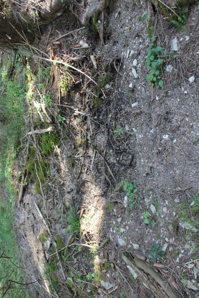 Prameň v Droždivej dolinke pravý, Ludrovská dolina 04