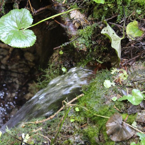 Spring in the Droždivá Valley, on the left above the SNU memorial, Ludrovská Valley