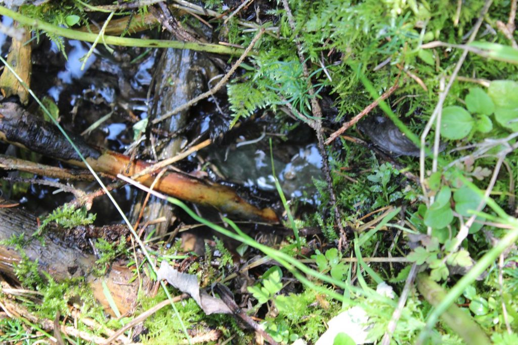 Prameň v Droždivej dolinke vpravo nad pamätníkom SNP, Ludrovská dolina 01 Prameň v Droždivej dolinke vpravo nad pamätníkom SNP, Ludrovská dolina 01