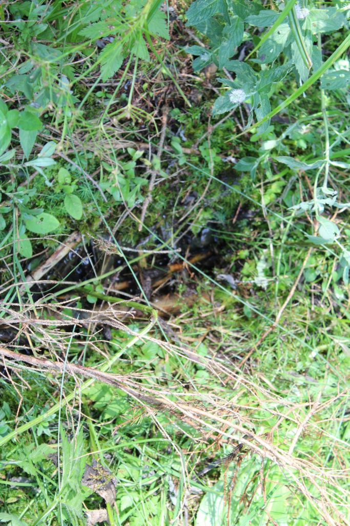 Prameň v Droždivej dolinke vpravo nad pamätníkom SNP, Ludrovská dolina 02 Prameň v Droždivej dolinke vpravo nad pamätníkom SNP, Ludrovská dolina 02