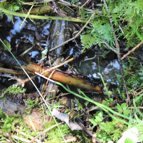 Spring in the Droždivá Valley, on the right above the SNU memorial, Ludrovská Valley