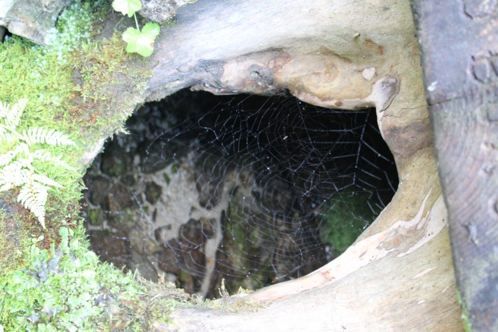 Studnička Dobrá voda spod Borovej, Ludrovská dolina 03