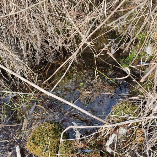 Spring below the road above Predný Hon, Martinček
