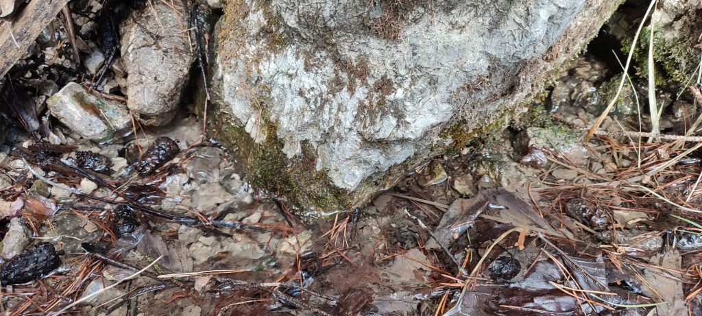 Prameň v Švošovskej zvernici 03 Prameň v Švošovskej zvernici 03