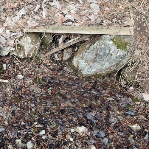 Spring in the Švošov menagerie