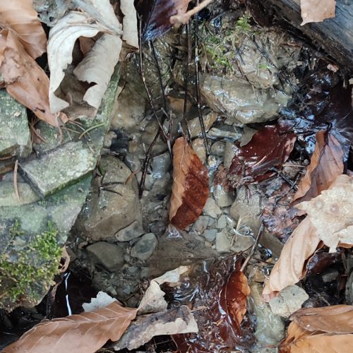 Spring above track Modrý Zamat (Blue Velvet), Ružomberok