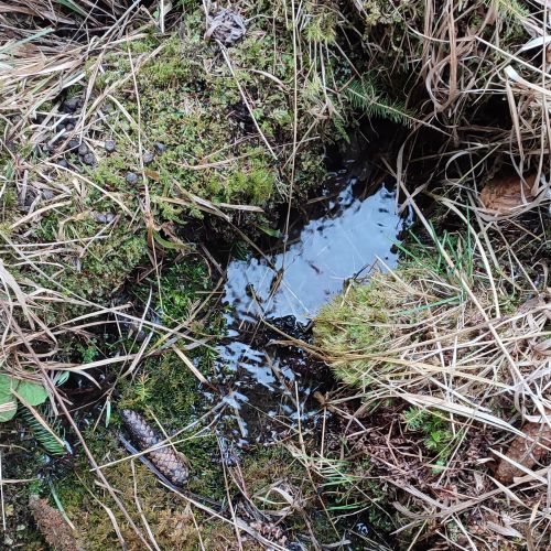 Spring by trail Medvedia Cesta (Bear’s Path), panel 3, Ružomberok