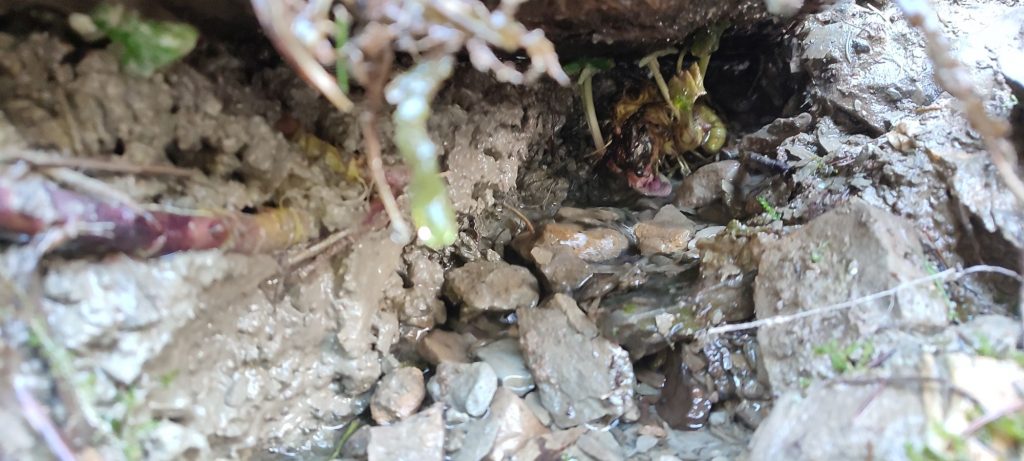 Prameň pri Medvedej ceste panel 5, Ružomberok 03