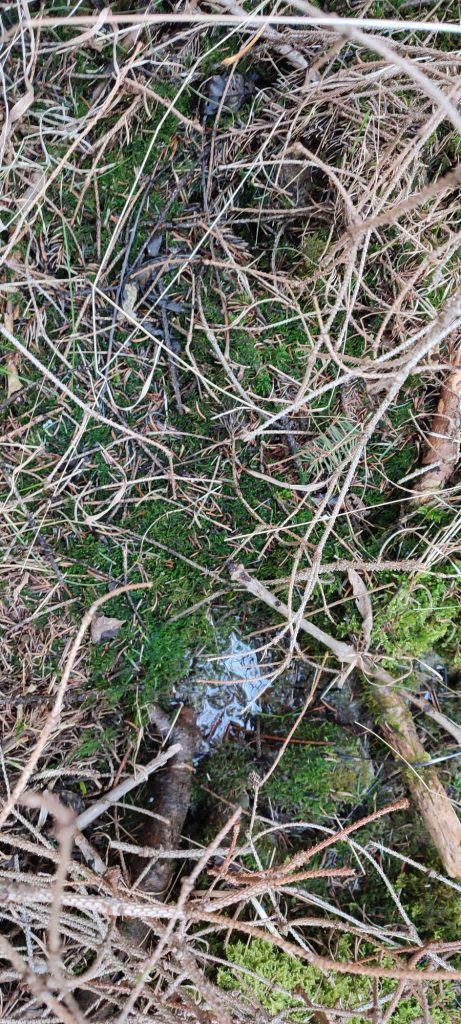 Prameň v lese nad Kalváriou 1, Ružomberok 02