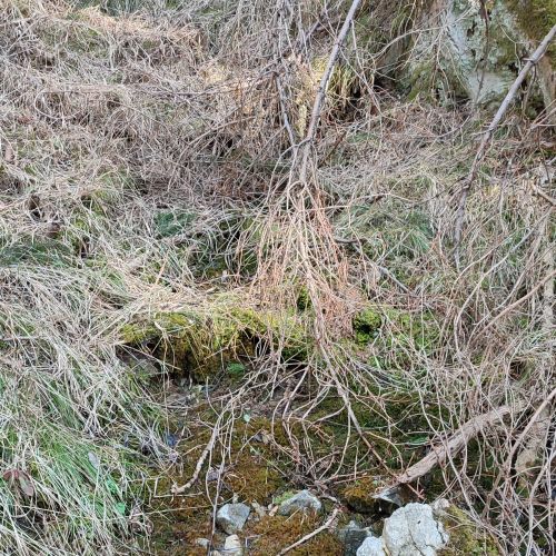 Spring in the woods above the Calvary 1, Ružomberok