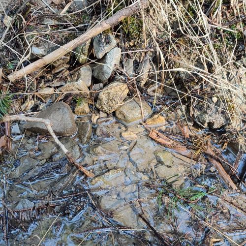 Spring in the woods above the Calvary 2, Ružomberok