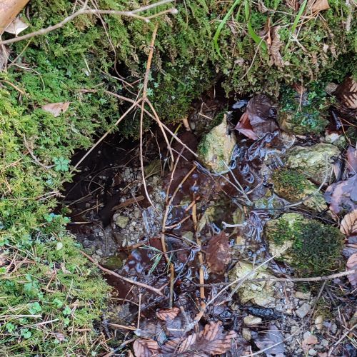 Spring in the woods above the Calvary 3, Ružomberok