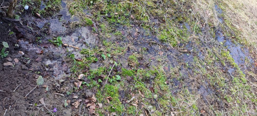 Pramenisko pod Farmou pod Sidorovom, Ružomberok 04