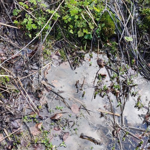 Spring area below the Farm below Sidorovo, Ružomberok