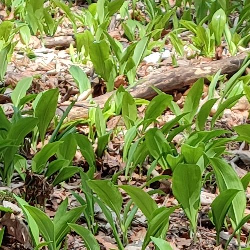 Príroda lieči: Do Sedla pod Babou