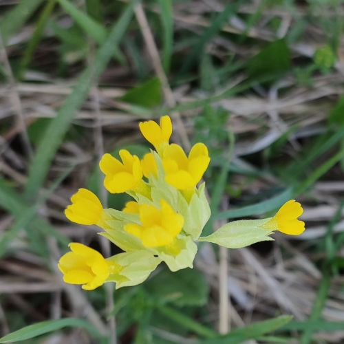 Príroda lieči: Blatnivá