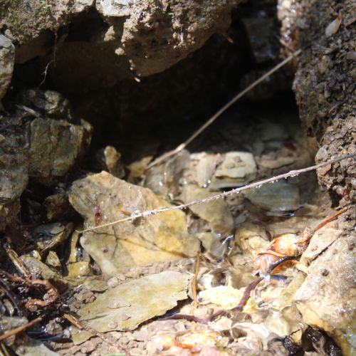 Prameň Staníkov 2, Kalameny