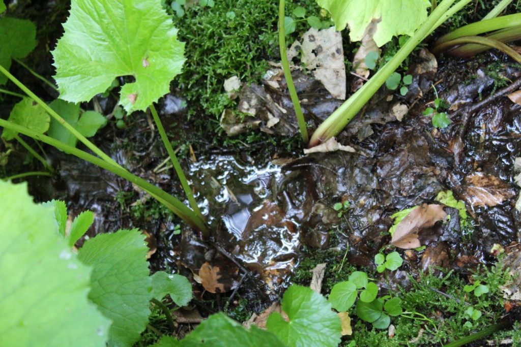 Prameň Tisovô, Liptovské Revúce - Vyšná Revúca 01