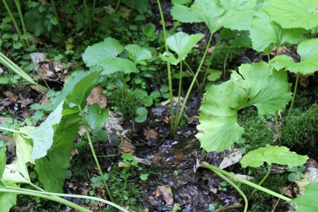 Prameň Tisovô, Liptovské Revúce - Vyšná Revúca 02