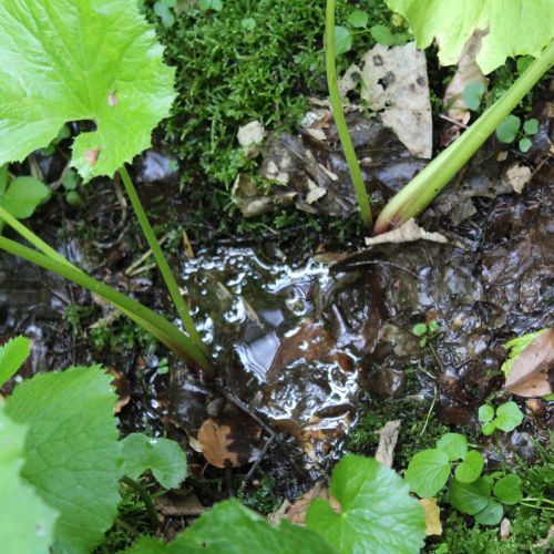 Prameň Tisovô, Liptovské Revúce – Vyšná Revúca