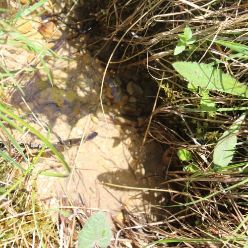 Prameň pri Studničke Anička 1, Kalameny