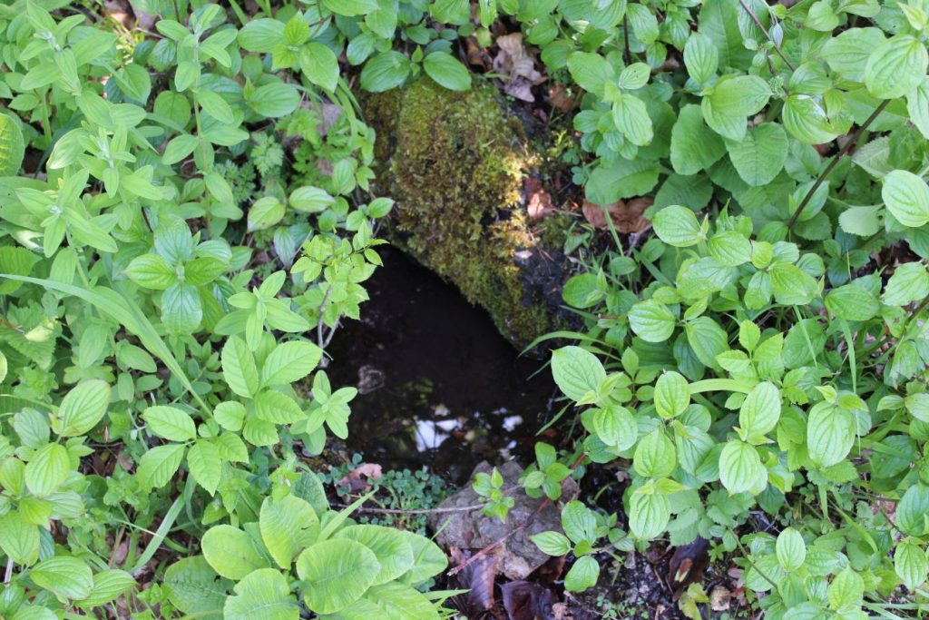 Prameň pri smerovníku Podšíp ľavý, Stankovany 01 Prameň pri smerovníku Podšíp ľavý, Stankovany 01