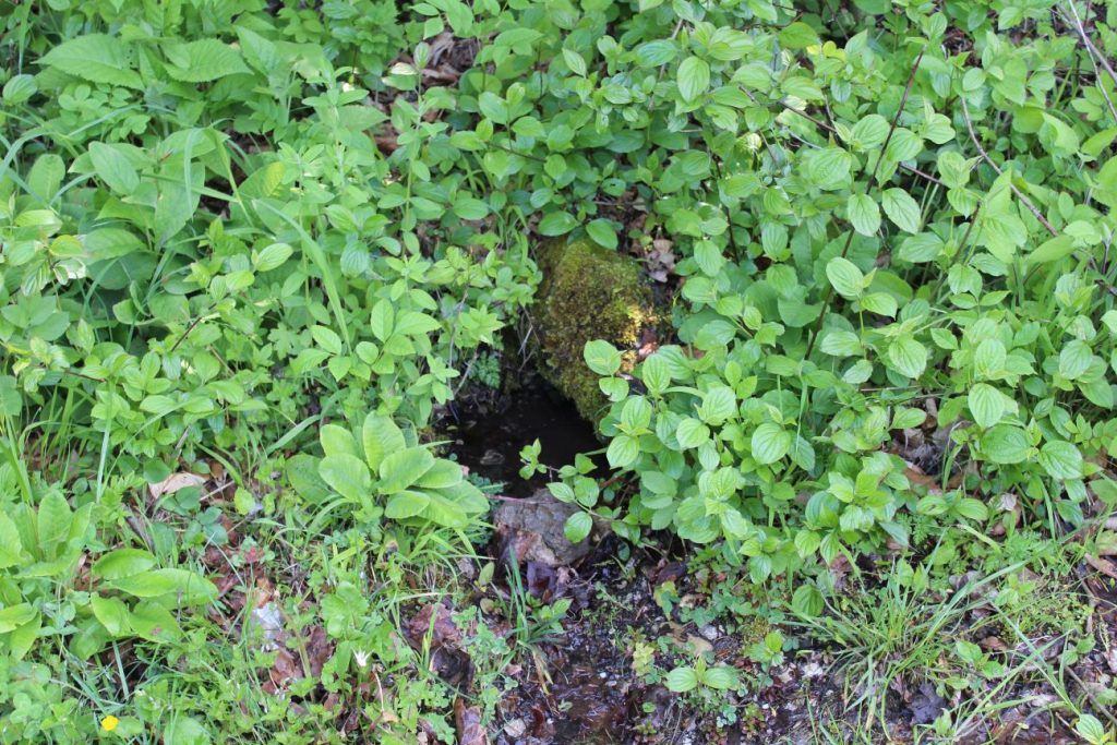 Prameň pri smerovníku Podšíp ľavý, Stankovany 02 Prameň pri smerovníku Podšíp ľavý, Stankovany 02