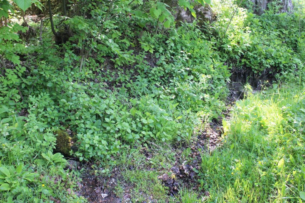 Prameň pri smerovníku Podšíp ľavý, Stankovany 03 Prameň pri smerovníku Podšíp ľavý, Stankovany 03