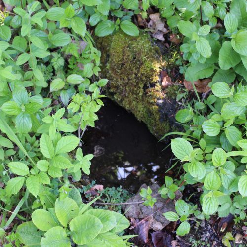 Prameň pri smerovníku Podšíp ľavý, Stankovany