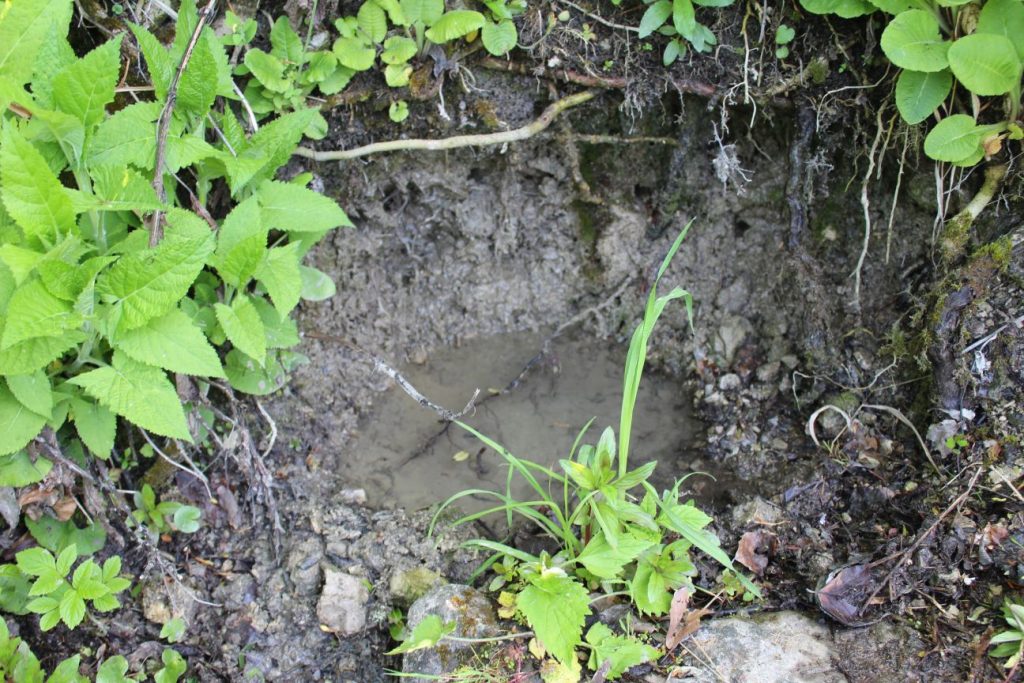 Prameň pri smerovníku Podšíp pravý, Stankovany 04