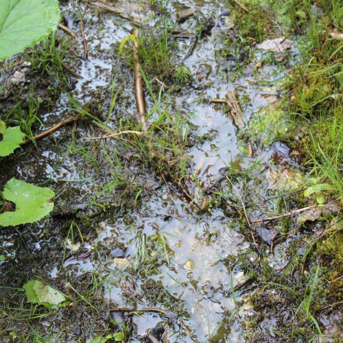 Pramenisko Tisovô, Liptovské Revúce – Vyšná Revúca