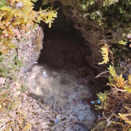 Prameň Červená skala, Černová