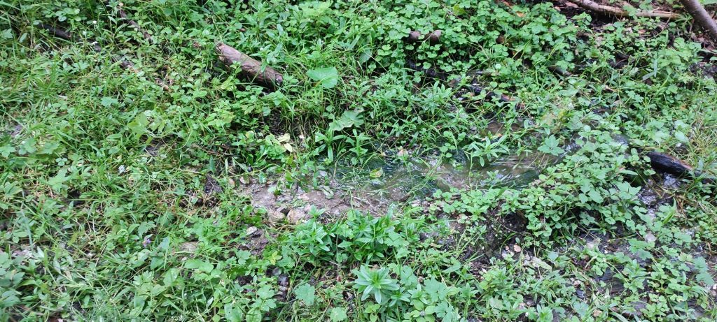 Prameň Klucmanová, Černová 04