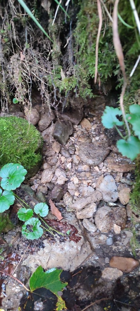 Prameň Vyšné Tiché pri skautskej chate, Ružomberok - Podsuchá 01 Prameň Vyšné Tiché pri skautskej chate, Ružomberok - Podsuchá 01