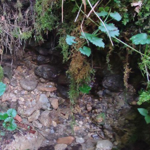 Prameň Vyšné Tiché pri skautskej chate, Ružomberok – Podsuchá